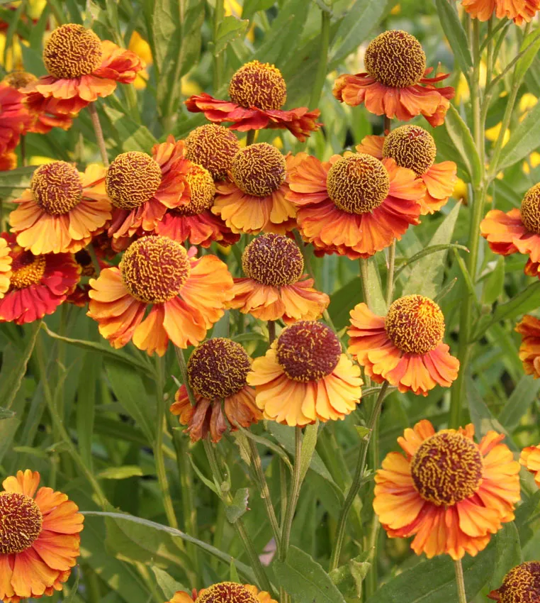 گل هلنیوم (Sneezeweed)نام علمی: (Helenium autumnale)