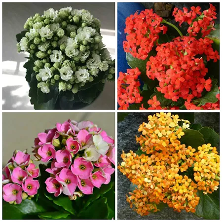 گل های بهاری مناسب نوروز Spring flowers suitable for Nowruz (10 flowers) مجموعه تولیدی سیدوس , تولید کننده گلدان پلاستیکی سیدوس