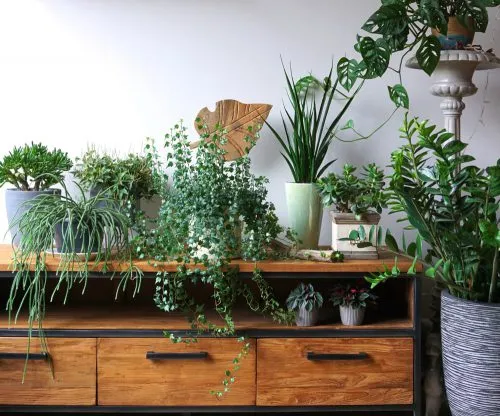 خرید گیاهان و7نکته کلیدی در این موردBuying Plants and 7 Key Points
مجموعه تولیدی سیدوس ,تولید کننده گلدان پلاستیکی سیدوس ,بیش از 120نوع, اعم از گلدان استوانه ای پلاستیکی سیدوس,گلدان الماسی پلاستیکی سیدوس,گلدان مربعی پلاستیکی,گلدان مثلثی پلاستیکی,گلدان گرد پلاستیکی ,باکس مستطیلی,در اندازه های کاکتوسی تا درختچه ای