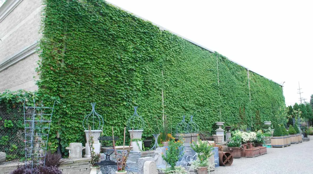 گیاهان بلند قامت مناسب حفظ حریم خصوصی Tall plants for privacy
مجموعه تولیدی سیدوس ,تولید کننده گلدان پلاستیکی سیدوس ,بیش از 120نوع, اعم از گلدان استوانه ای پلاستیکی سیدوس,گلدان الماسی پلاستیکی سیدوس,گلدان مربعی پلاستیکی,گلدان مثلثی پلاستیکی,گلدان گرد پلاستیکی ,باکس مستطیلی,در اندازه های کاکتوسی تا درختچه ای. 