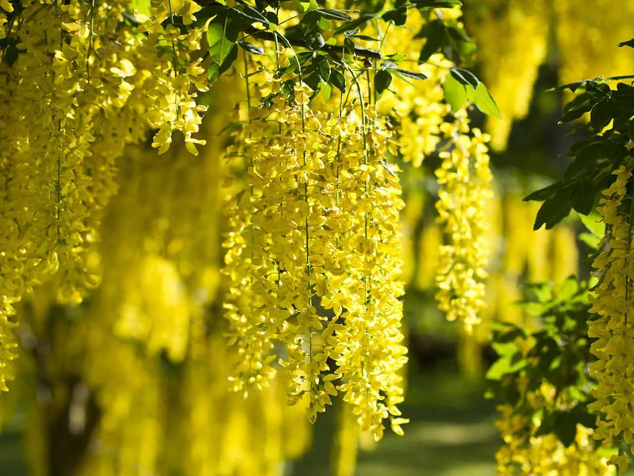 درخت پروانه Laburnum anagyroides L. anagyroides Common laburnum مجموعه تولیدی سیدوس تولید کننده گلدان پلاستیکی سیدوس