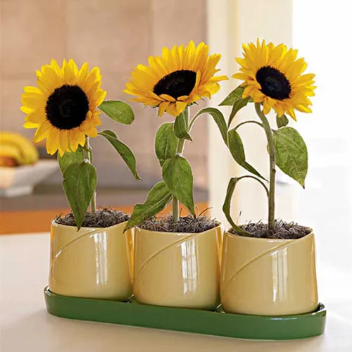 helianthus-annuusasteraceaeگل-آفتابگردان-زینتیمجموعه تولیدی سیدوس تولید کننده گلدان پلاستیکی سیدوس
گل آفتابگردان  (نام علمی: Helianthus) نام یک سرده از زیرخانواده کاسنیان آستروئیده است. این سرده شامل ۷۰ گونه می‌باشد.