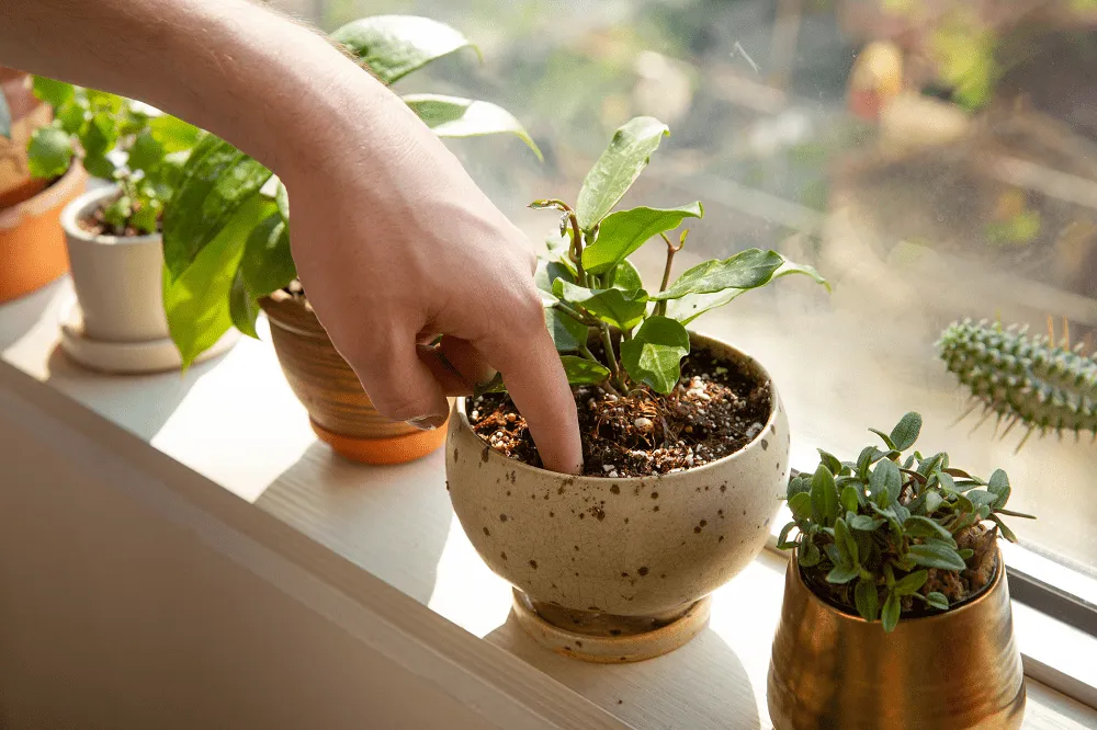 آبیاری گیاهان در زمان مناسبWatering plants at the right time گلدان پلاستیکی Plastic pot, plastic vase مجموعه تولیدی سیدوس ,تولید کننده گلدان پلاستیکی سیدوس ,بیش از 120نوع, اعم از گلدان استوانه ای پلاستیکی سیدوس,گلدان الماسی پلاستیکی سیدوس,گلدان مربعی پلاستیکی,گلدان مثلثی پلاستیکی,گلدان گرد پلاستیکی ,باکس مستطیلی,در اندازه های کاکتوسی تا درختچه ای