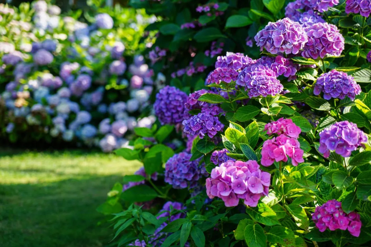 گل های بهاری وتابستانی مناسب باغچه (37گونه)Spring and summer flowers suitable for the garden (37 (species) مجموعه تولیدی سیدوس , تولید کننده گلدان های پلاستیکی سیدوس