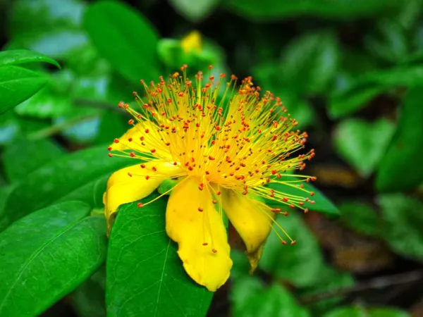 گل راعی/ گل خار مریم سنت جان (Johns Wort)نام علمی: (Hypericum calycinum)
گلدان پلاستیکی سیدوس