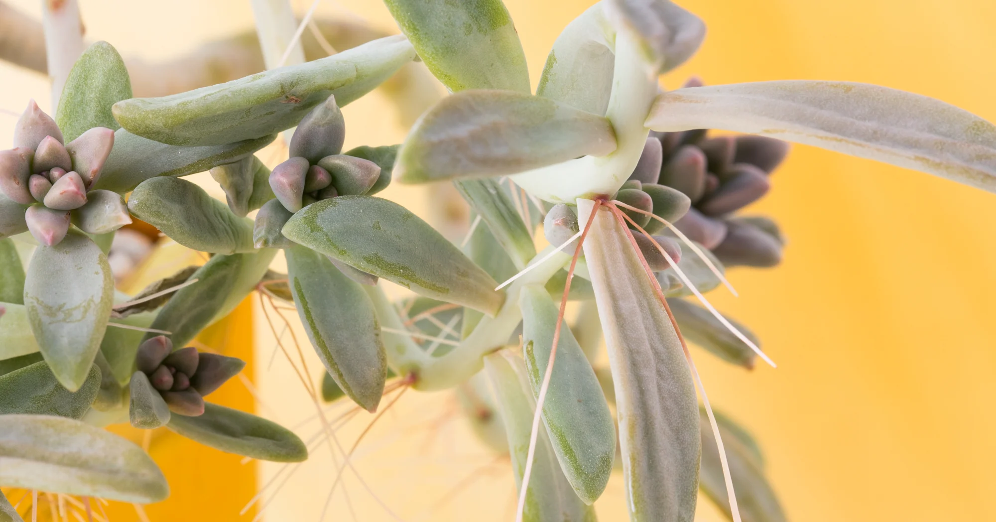 ریشه های هوایی ساکولنت هاAerial roots of succulents مجموعه تولیدی سیدوس ,تولید کننده گلدان پلاستیکی سیدوس ,بیش از 120نوع, اعم از گلدان استوانه ای پلاستیکی سیدوس,گلدان الماسی پلاستیکی سیدوس,گلدان مربعی پلاستیکی,گلدان مثلثی پلاستیکی,گلدان گرد پلاستیکی ,باکس مستطیلی,در اندازه های کاکتوسی تا درختچه ای