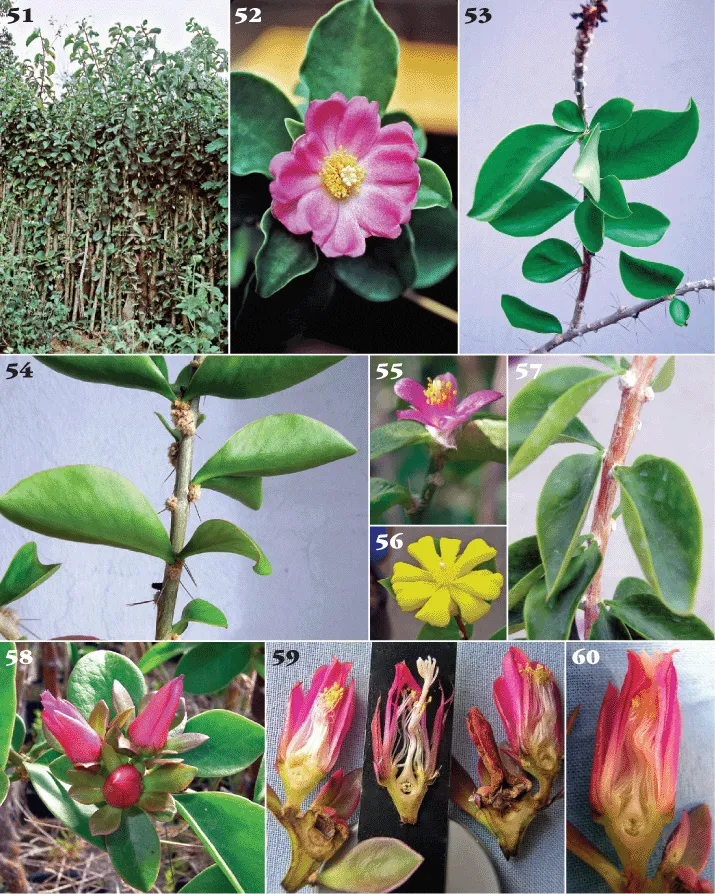 کاکتوس برگ دار Cactus with leaves (19 types) مجموعه تولیدی سیدوس تولید کننده گلدان پلاستیکی سیدوس