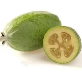 درخت آکا,درخت فیجوآacca-
sellowianamyrtaceae
Acca Sellowiana
مجموعه تولیدی سیدوس تولید کننده گلدان پلاستیکی سیدوس