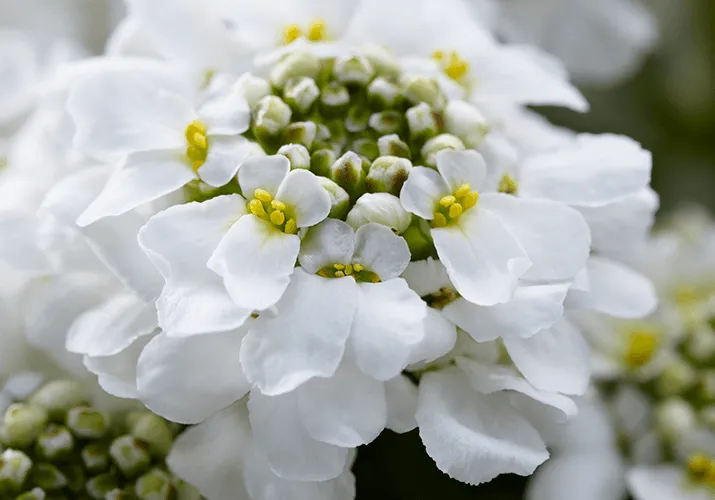 گل ایبریس / گیاه کندیتافت (Candytuft)نام علمی: (Iberis sempervirens)