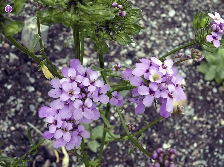گل ایبریس نام انگلیسی : IBERIS AMARA خانواده : BRASSICACEAE (شب بوها یا چلیپائیان) مجموعه تولیدی سیدوس تولید کننده گلدان پلاستیکی سیدوس