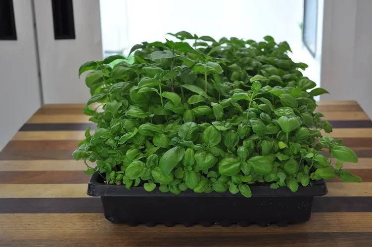 ریحان وکاشت این سبزی خوش عطر Basil and planting this fragrant herb مجموعه تولیدی سیدوس ,تولید کننده گلدان پلاستیکی سیدوس ,بیش از 120نوع, اعم از گلدان استوانه ای پلاستیکی سیدوس,گلدان الماسی پلاستیکی سیدوس,گلدان مربعی پلاستیکی,گلدان مثلثی پلاستیکی,گلدان گرد پلاستیکی ,باکس مستطیلی,در اندازه های کاکتوسی تا درختچه ای
