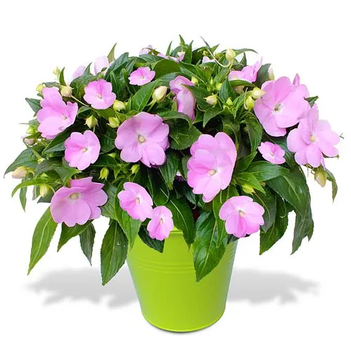 گل حنا (Busy Lizzie) سولماز شیرازی یا گل امپیشننام علمی: (Impatiens walleriana) مجموعه تولیدی سیدوس تولید کننده انواع گلدان پلاستیکی سیدوس