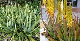 آلوورا (Aloe Vera)