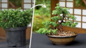 Bonsai بونسای