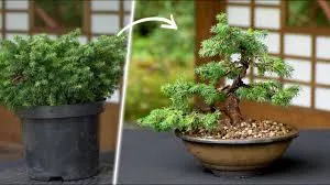 Bonsai بونسای