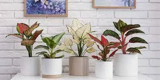 ۴۰ گونه از انواع آگلونما در دسترس و زیباست.