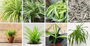 Spider plant