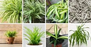 Spider plant