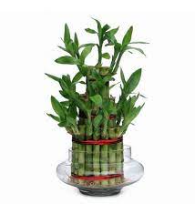 Bamboo
