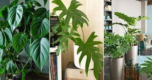 philodendron گوش گرگی
