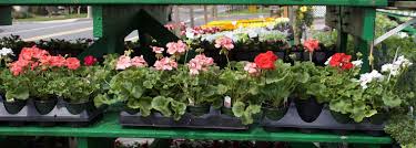 Geraniums شمعدانی