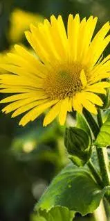 پلنگ کش یا دُرونَج (به انگلیسی: Doronicum) گیاهی است از خانواده گل‌ستاره‌ای‌ها (به انگلیسی: Asteraceae).مجموعه تولیدی سیدوس تولید کننده گلدان پلاستیکی سیدوس