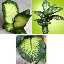 دیفن‌باخیا (نام علمی: Dieffenbachia) نام یک سرده از خانوادهٔ گل‌شیپوریان (آراسه) است. این گیاه بومی آمریکای استوایی است. ساقه‌های سادهٔ آن سرتاسر پوشیده از برگ‌های غلافیِ رنگارنگ و خالدار است.