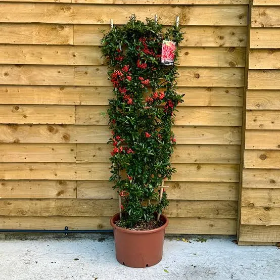  گیاه پیراکانتا با نام علمی Pyracantha Coccinea از خانواده Rosaceaeمجموعه تولیدی سیدوس ,تولید کننده گلدان پلاستیکی سیدوس ,بیش از 120نوع, اعم از گلدان استوانه ای پلاستیکی سیدوس,گلدان الماسی پلاستیکی سیدوس,گلدان مربعی پلاستیکی,گلدان مثلثی پلاستیکی,گلدان گرد پلاستیکی ,باکس مستطیلی,در اندازه های کاکتوسی تا درختچه ای