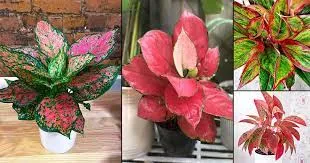 آگلونما Aglonmaقرمز رشد بسیار سریعی دارد.