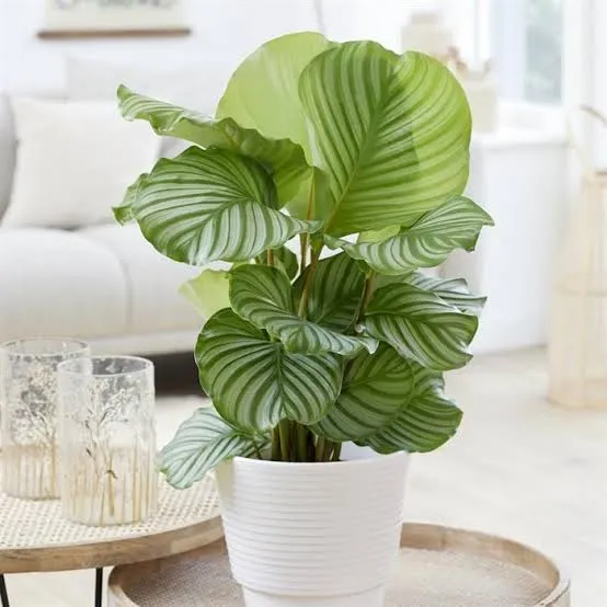 درختچه های آپارتمانی در گلدان پلاستیکی سیدوسApartment shrubs in plastic pots Sidoos
مجموعه تولیدی سیدوس ,تولید کننده گلدان پلاستیکی سیدوس ,بیش از 120نوع, اعم از گلدان استوانه ای پلاستیکی سیدوس,گلدان الماسی پلاستیکی سیدوس,گلدان مربعی پلاستیکی,گلدان مثلثی پلاستیکی,گلدان گرد پلاستیکی ,باکس مستطیلی,در اندازه های کاکتوسی تا درختچه ای