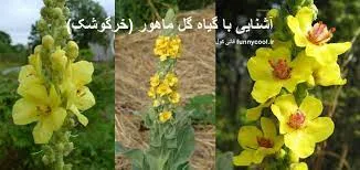 گل ماهور، خرگوشک یا بوصیر (نام علمی: Verbascum)مجموعه تولیدی سیدوس تولید کننده گلدان پلاستیکی سیدوس