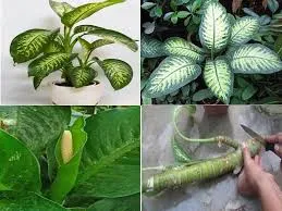 گلدان پلاستیکی دیفن باخیا
گلدان دیفن باخیا
Dieffenbachia plastic pot
دیفن‌باخیا (نام علمی: Dieffenbachia) نام یک سرده از خانوادهٔ گل‌شیپوریان (آراسه) است. این گیاه بومی آمریکای استوایی است. ساقه‌های سادهٔ آن سرتاسر پوشیده از برگ‌های غلافیِ رنگارنگ و خالدار است.
کریستال‌های رافید
یاخته‌های این گیاه حاوی بلورهای کلسیم اگزالات معروف به رافید (کریستال‌های دوسر سوزنی) بوده و چنانچه برگ‌هایش خورده شوند باعث مسمومیت و ورم و دیسفاژی و گاه مرگ می‌گردند.[۱][۲] سم رافید با جوشاندن نیز از بین نمی‌رود.
گیاهی است برگ زینتی که زادگاهش برزیل است. ساقه‌ها نرم و آبکی و نقش و رنگ برگها سبز رنگ بوده و آراسته به لکه‌های سفید کرمی و زرد کمرنگ است که از دو طرف برگ دیده می‌شوند. ساقه‌ها غالباً بدون انشعاب و برگهای انتهایی همیشه در حال رشد و فعالیت می‌باشند و برگهای پایینی به تدریج می ریزند و ساقه حالت سخت به خود می‌گیرد. نسبت به عدم تهویه هوای اتاق و آبیاری بیش از اندازه حساس است.