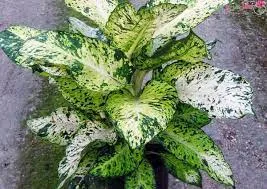 Dieffenbachia plastic pot