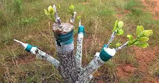 پیوند زدن گیاهان Transplanting plants
مجموعه تولیدی سیدوس ,تولید کننده گلدان پلاستیکی سیدوس ,بیش از 120نوع, اعم از گلدان استوانه ای پلاستیکی سیدوس,گلدان الماسی پلاستیکی سیدوس,گلدان مربعی پلاستیکی,گلدان مثلثی پلاستیکی,گلدان گرد پلاستیکی ,باکس مستطیلی,در اندازه های کاکتوسی تا درختچه ای