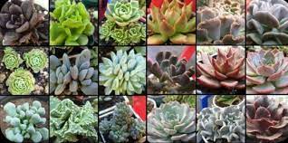 Succulent & Cactus