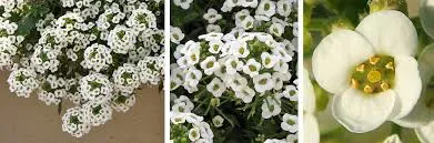 Sweet alyssum
