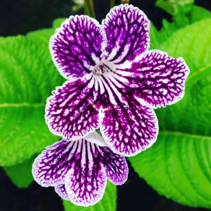 گل استرپتوکارپوس,اسم علمی این گیاه Streptocarpus ، از خانواده Gesneriaceae می باشد. مجموعه تولیدی سیدوس ,تولید کننده گلدان پلاستیکی سیدوس