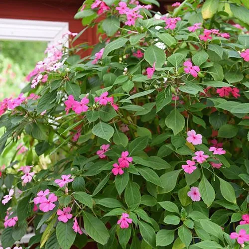 گل حنا (Busy Lizzie) سولماز شیرازی یا گل امپیشننام علمی: (Impatiens walleriana) مجموعه تولیدی سیدوس تولید کننده انواع گلدان پلاستیکی سیدوس