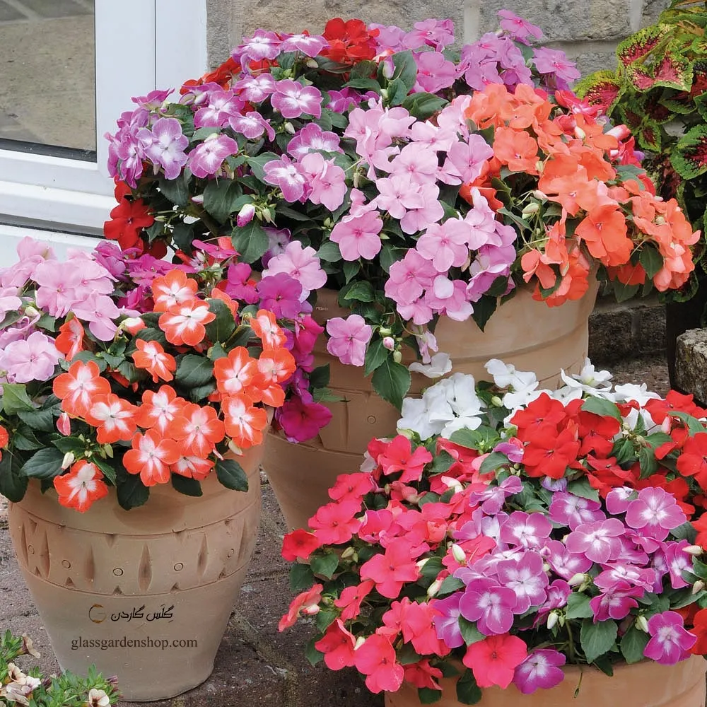 گل های بهاری وتابستانی مناسب باغچه (37گونه)Spring and summer flowers suitable for the garden (37 (species) مجموعه تولیدی سیدوس , تولید کننده گلدان های پلاستیکی سیدوس