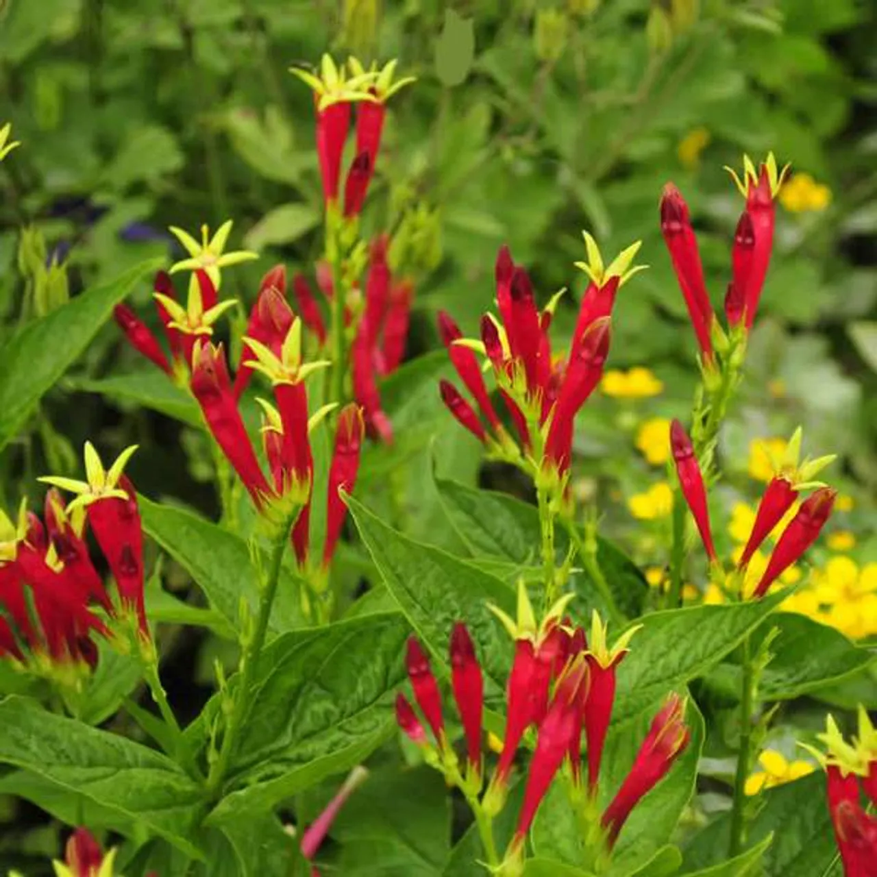 گل سرخ ریشه (Indian Pink)نام علمی: (Spigelia marilandica)