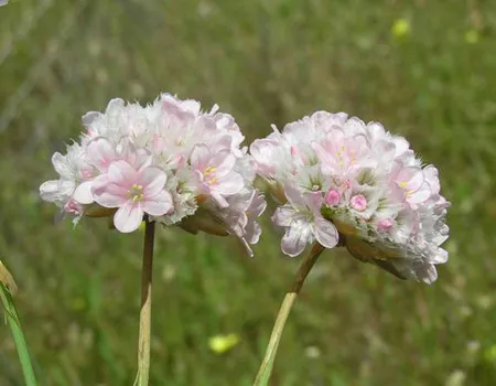 Armeria Juniperifolia گلدان پلاستیکی سیدوس و گل آرمریا(چمن هلندی ,عود قرمز)Armeria flower (Dutch grass, red oud)