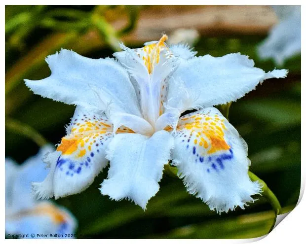 زنبق ژاپنی (Japanese Iris)نام علمی: (Iris ensata)