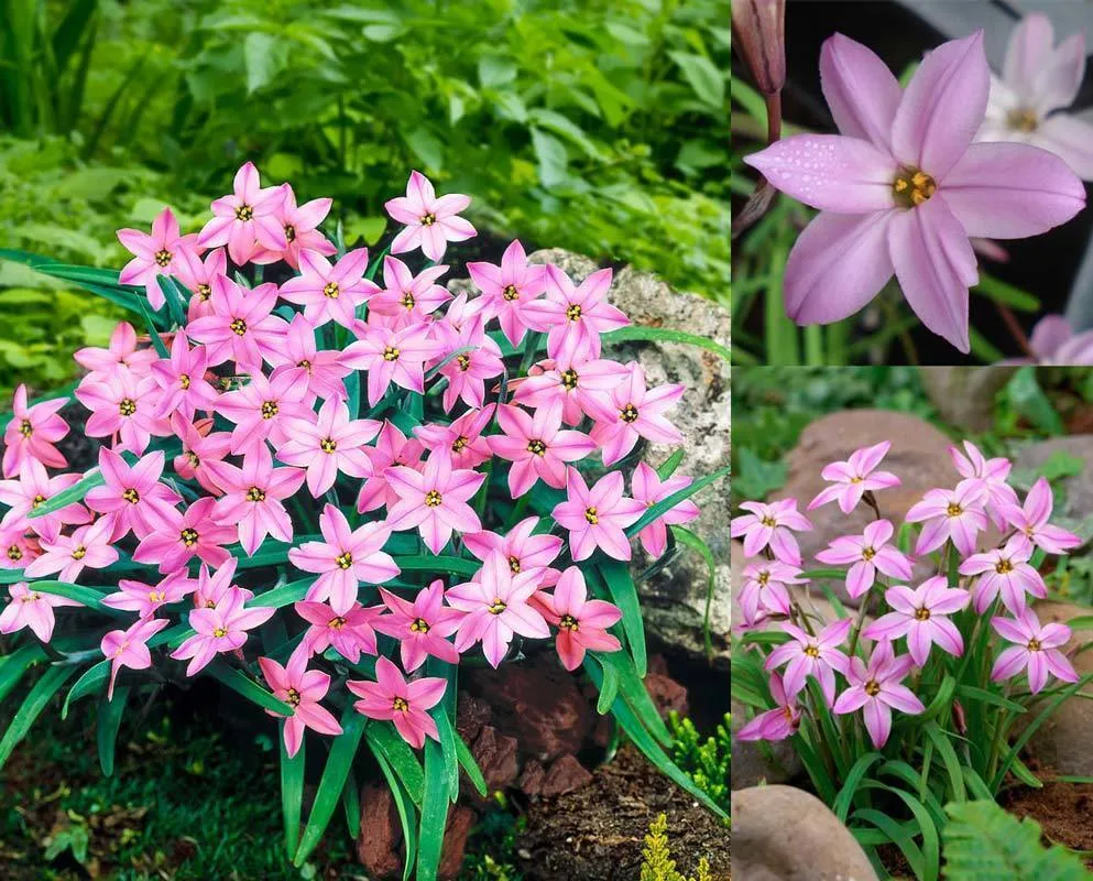 ۱)ipheion-sogani – ایفیون-سوگانی