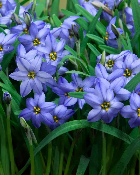 ۴) Ipheion uniflorum ‘Jessie’ (ماده های پیر)