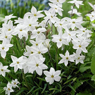 ۳) Ipheion uniflorum Alberto- آلبرتو کاستیلو