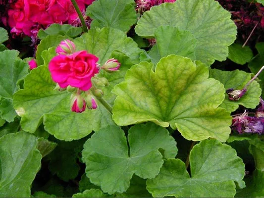 کمبود آهن وعلائم آنIron-deficiency-in-plants-and-its-symptoms
مجموعه تولیدی سیدوس تولید کننده گلدان پلاستیکی سیدوس