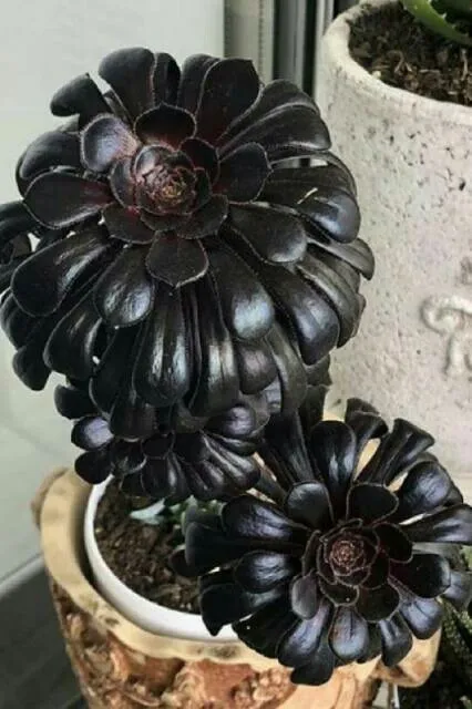 گیاه آئونیوم وراهنمای کامل نگهداری از آن Aeonium plant and a complete guide to its care گلدان پلاستیکی Plastic pot, plastic vase مجموعه تولیدی سیدوس ,تولید کننده گلدان پلاستیکی سیدوس ,بیش از 120نوع, اعم از گلدان استوانه ای پلاستیکی سیدوس,گلدان الماسی پلاستیکی سیدوس,گلدان مربعی پلاستیکی,گلدان مثلثی پلاستیکی,گلدان گرد پلاستیکی ,باکس مستطیلی,در اندازه های کاکتوسی تا درختچه ای