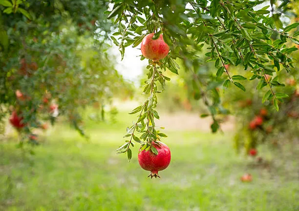 درخت انار ومزایای نگهداری آن در خانهPomegranate tree and the benefits of keeping it at home مجموعه تولیدی سیدوس ,تولید کننده گلدان پلاستیکی سیدوس ,بیش از 120نوع, اعم از گلدان استوانه ای پلاستیکی سیدوس,گلدان الماسی پلاستیکی سیدوس,گلدان مربعی پلاستیکی,گلدان مثلثی پلاستیکی,گلدان گرد پلاستیکی ,باکس مستطیلی,در اندازه های کاکتوسی تا درختچه ای