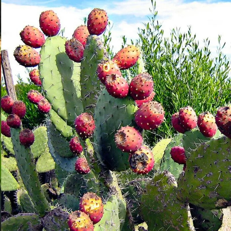  کاکتوس و میوه آن وموثرترین خواص آن برای سلامتی ولاغریCactus and its fruit and its most effective properties for health and weight loss مجموعه تولیدی سیدوس ,تولید کننده گلدان پلاستیکی سیدوس