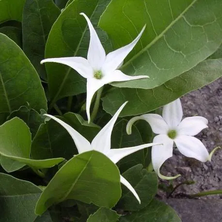 گیاه شکوفه بهار (Spring Blossom)نام علمی: (Jaborosa integrifolia)
گلدان پلاستیکی سیدوس